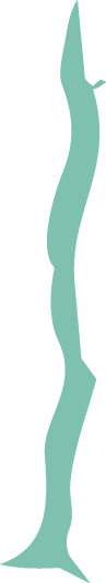 Polygon